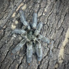 Psalmopoeus cambridgei