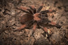 Brachypelma emilia