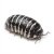 Armadillidium maculatum