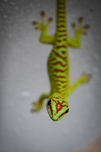 Phelsuma grandis mládě Phelsuma grandis mládě