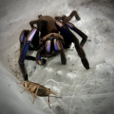 Chilobrachys natanicharum