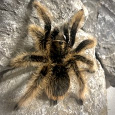 Tliltocatl albopilosus - Nicaragua