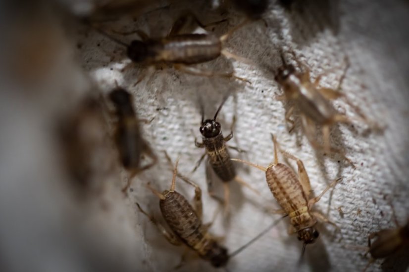 Cvrček banánový Super Micro do 3 mm