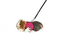 Postroj VESTA s vodítkem pro morče 18-25cm/1,2m