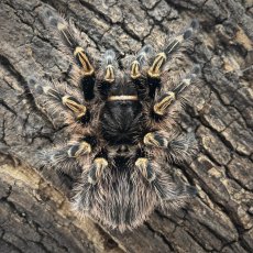 Grammostola pulchripes