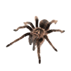 Tliltocatl albopilosus - Nicaragua
