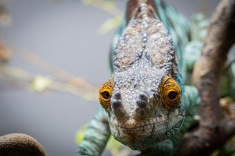 Calumma parsonii připravena na novou sezónu