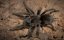 Grammostola pulchra