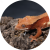 Correlophus ciliatus