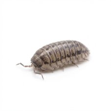 Armadillidium nasatum