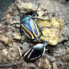 Dicronorhina derbyana conradsi
