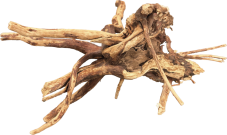 BioArt Spider Wood 10 - 15 cm