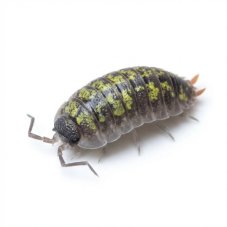 Porcellio sp. Red Uropods