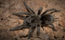 Grammostola pulchra