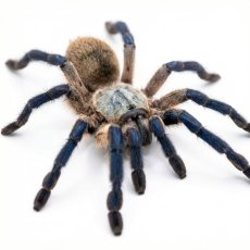 Monocentropus balfouri
