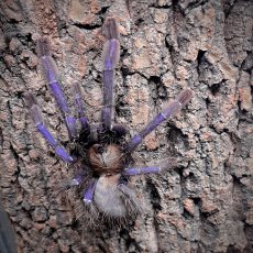 Omothymus violaceopes