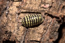 Armadillidium maculatum - Yellow zebra