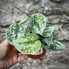 Scindapsus pictus Trebi