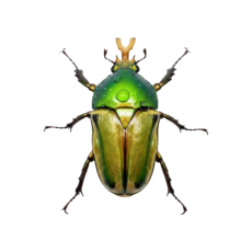 Eudicella frontalis