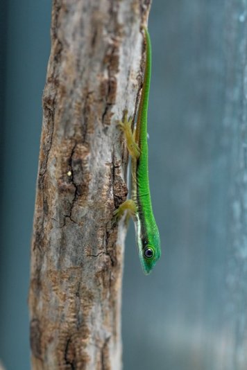 Phelsuma nigristriata