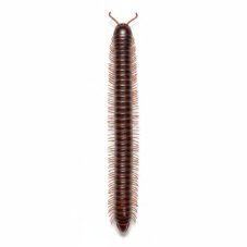 Thyropygus sp.