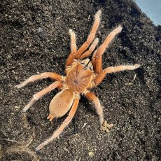 Orphnaecus philippinus