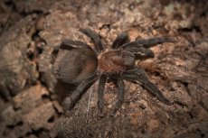 Tliltocatl schroederi