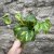 Epipremnum aureum