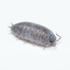 Porcellionides pruinosus