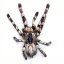 Poecilotheria regalis