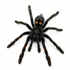 Psalmopoeus irminia