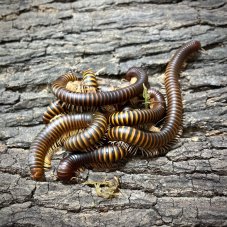 Spirostreptidae sp. 6 Madagascar