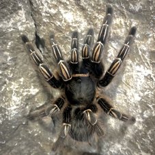 Aphonopelma seemanni - Nicaragua