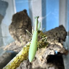 Alalomantis muta