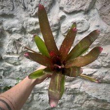 Neoregelia - Red Goodies