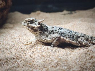 Nově v chovu Phrynosoma platyrhinos - Ropušník