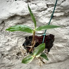 Dendrobium kingianum