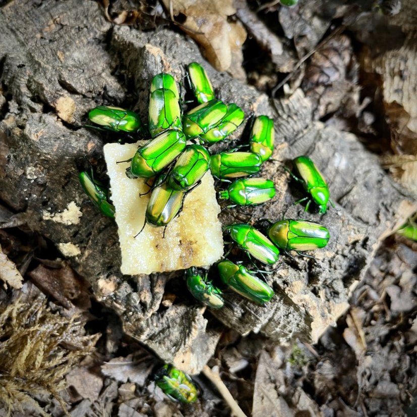 Chlorocala africana subsuturalis