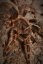 Grammostola pulchripes