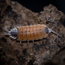 Porcellio silvestri