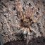 Poecilotheria rufilata
