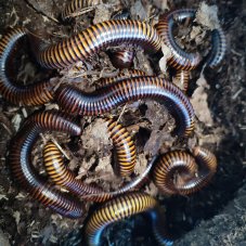 Pelmatojulus ligulatus
