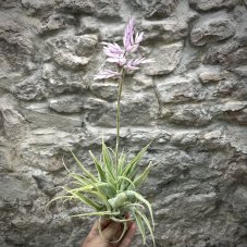 Tillandsia cacticola