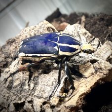 Mecynorhina torquata ugandensis - Blue