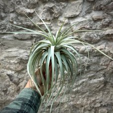 Tillandsia tomaselli