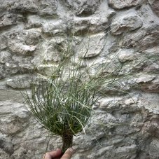 Tillandsia bartramii