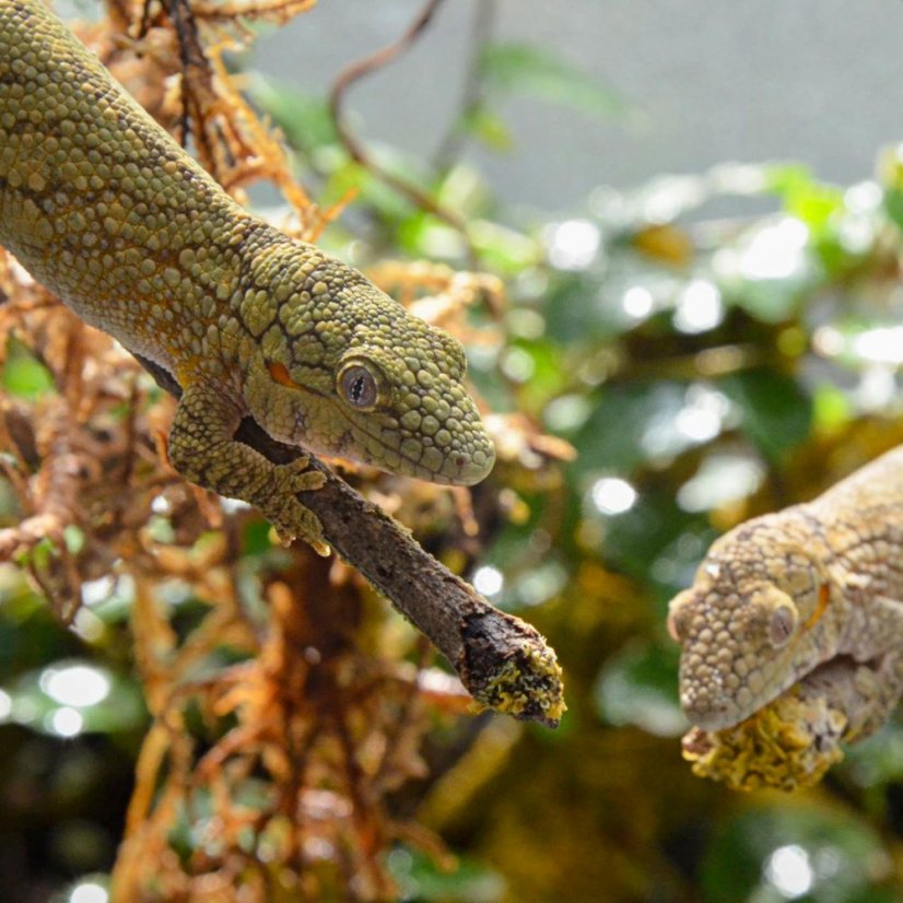 Eurydactylodes agricolae Eurydactylodes agricolae