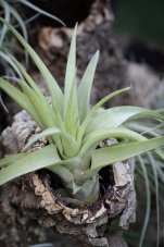 Tillandsia capitata peach green