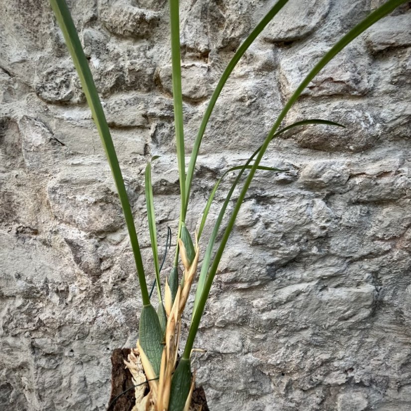 Maxillaria tenuifolia