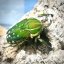 Chelorrhina polyphemus confluens - Varianta: L1
